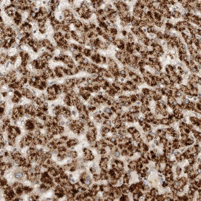 DMBX1 Antibody in Immunohistochemistry (Paraffin) (IHC (P))