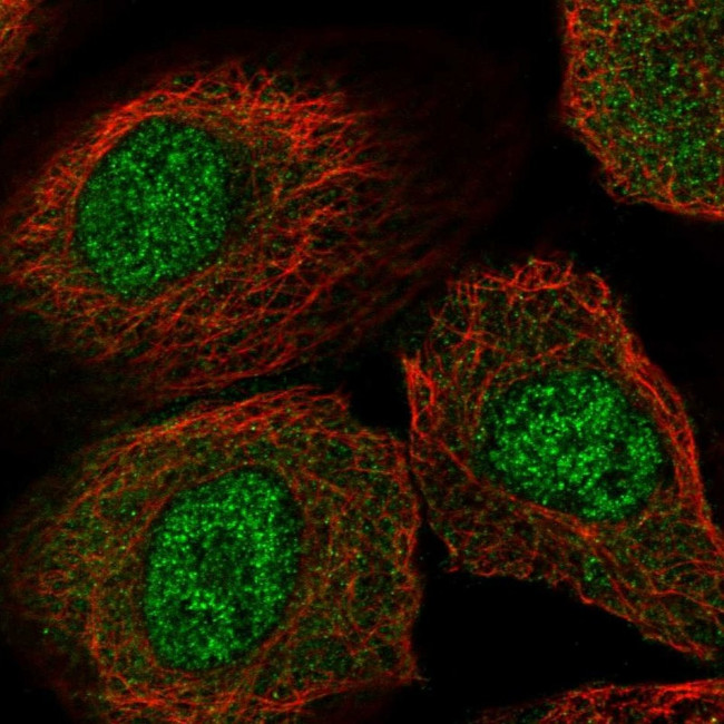 PTPDC1 Antibody in Immunocytochemistry (ICC/IF)