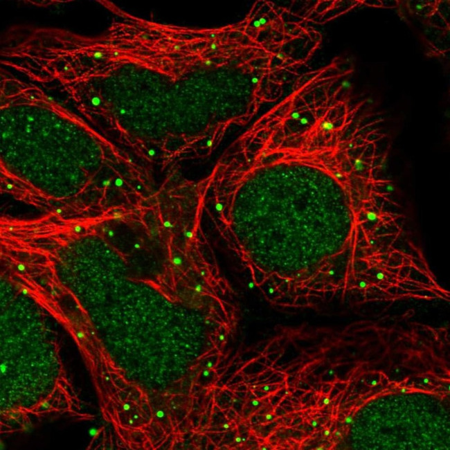 ZNF266 Antibody in Immunocytochemistry (ICC/IF)