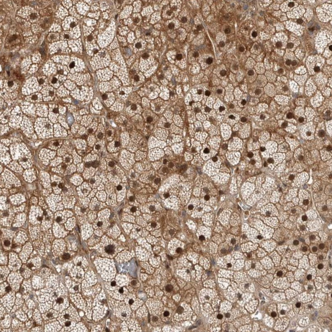 RTP2 Antibody in Immunohistochemistry (Paraffin) (IHC (P))