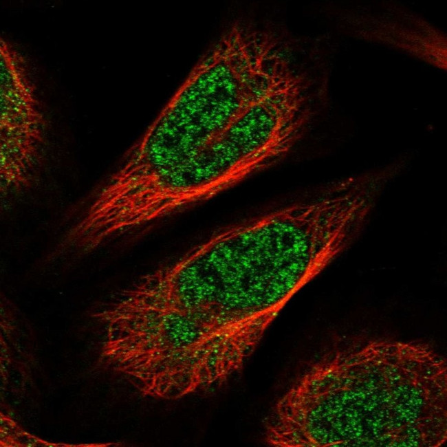 CCDC126 Antibody in Immunocytochemistry (ICC/IF)