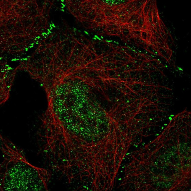 WDR8 Antibody in Immunocytochemistry (ICC/IF)