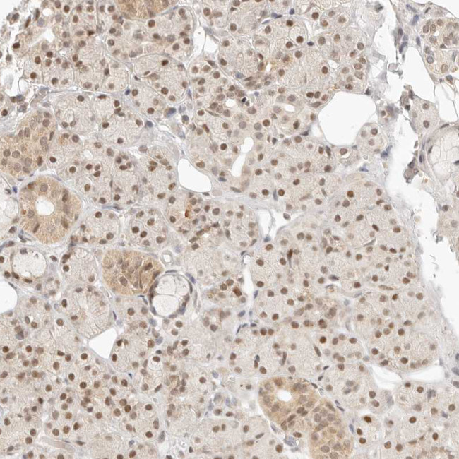 ASCL3 Antibody in Immunohistochemistry (Paraffin) (IHC (P))