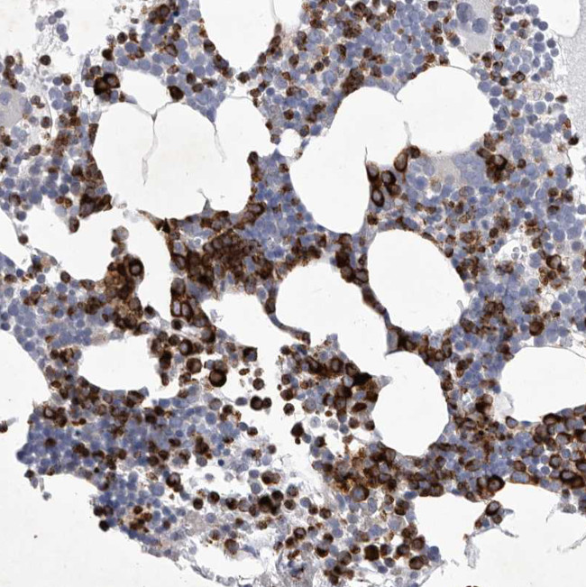 SIGLEC10 Antibody in Immunohistochemistry (Paraffin) (IHC (P))