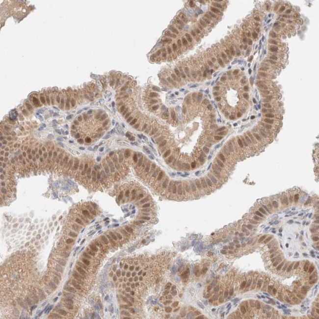 PRNPIP Antibody in Immunohistochemistry (Paraffin) (IHC (P))
