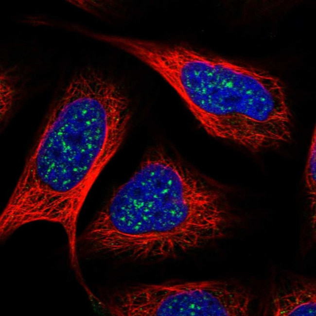 CCDC181 Antibody in Immunocytochemistry (ICC/IF)