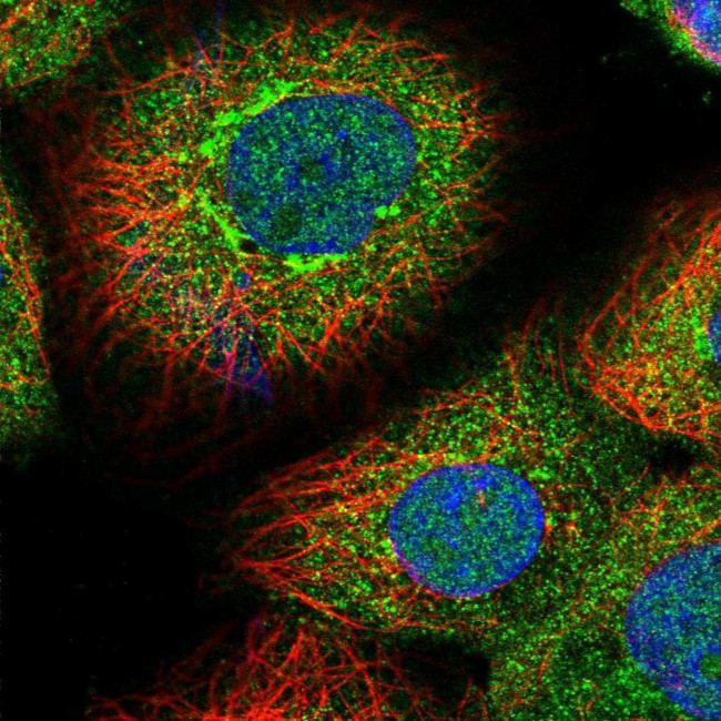 GORAB Antibody in Immunocytochemistry (ICC/IF)