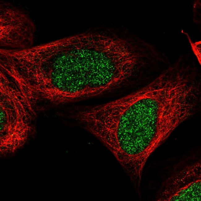 ZNF830 Antibody in Immunocytochemistry (ICC/IF)