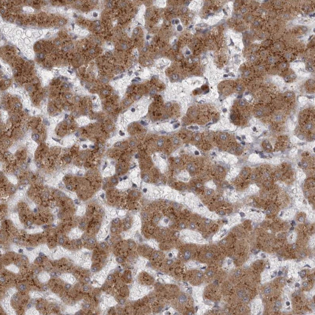 WDR47 Antibody in Immunohistochemistry (Paraffin) (IHC (P))