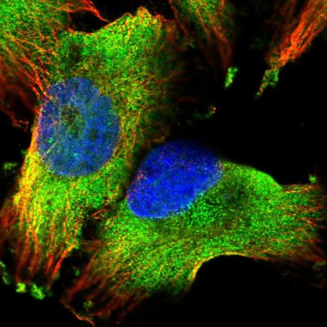 PUM1 Antibody in Immunocytochemistry (ICC/IF)