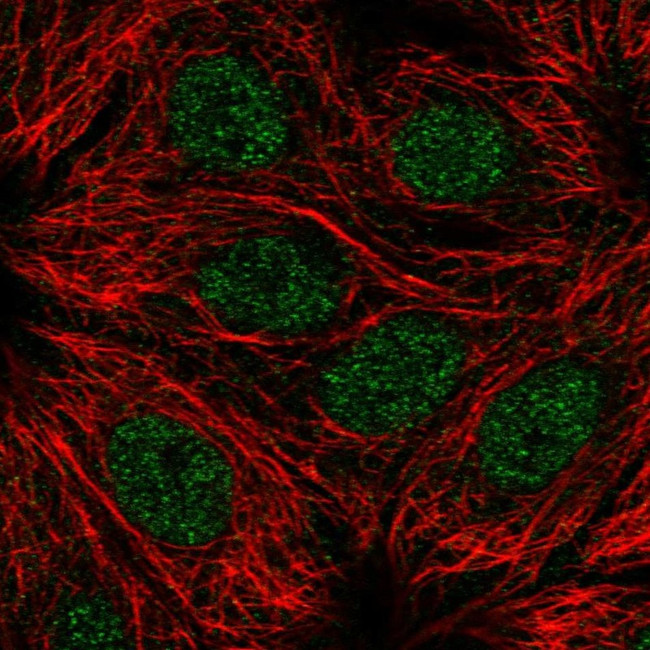 RPS6KL1 Antibody in Immunocytochemistry (ICC/IF)