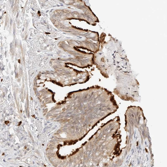 TEKT2 Antibody in Immunohistochemistry (Paraffin) (IHC (P))