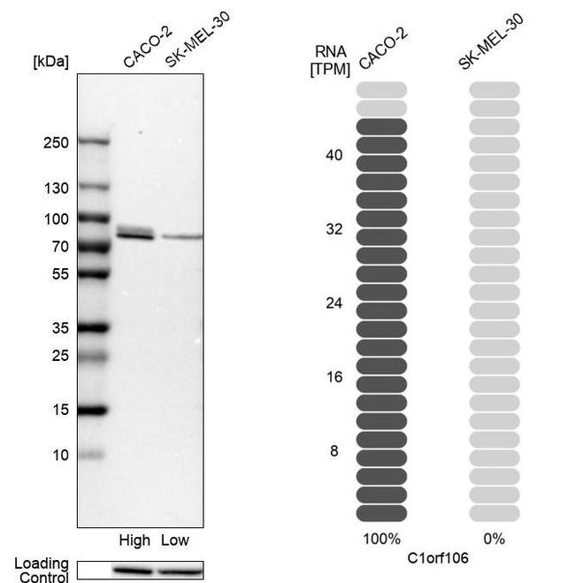 INAVA Antibody in Western Blot (WB)