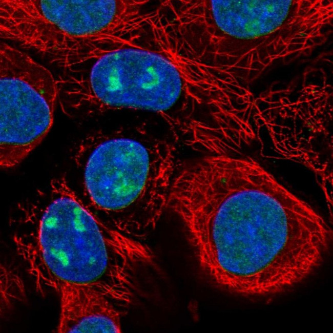 WDR3 Antibody in Immunocytochemistry (ICC/IF)
