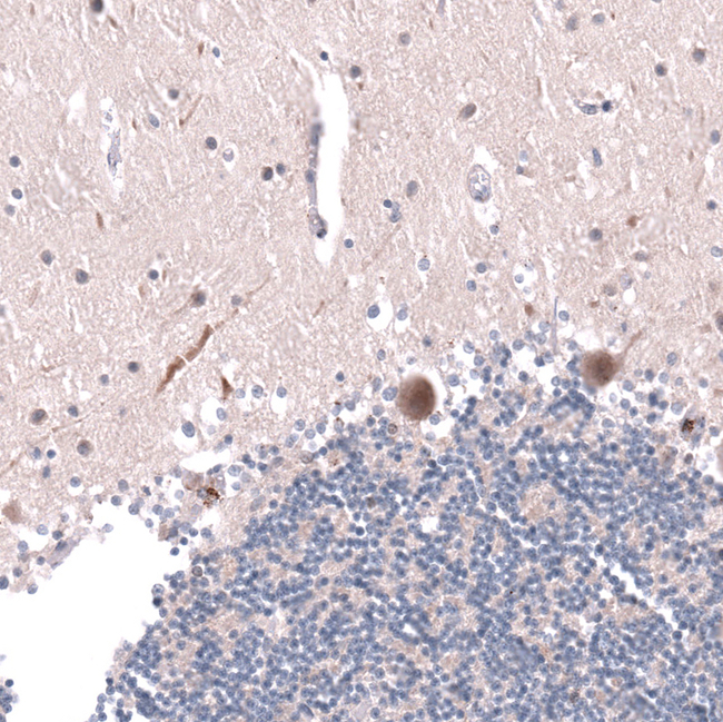 RNF220 Antibody in Immunohistochemistry (Paraffin) (IHC (P))