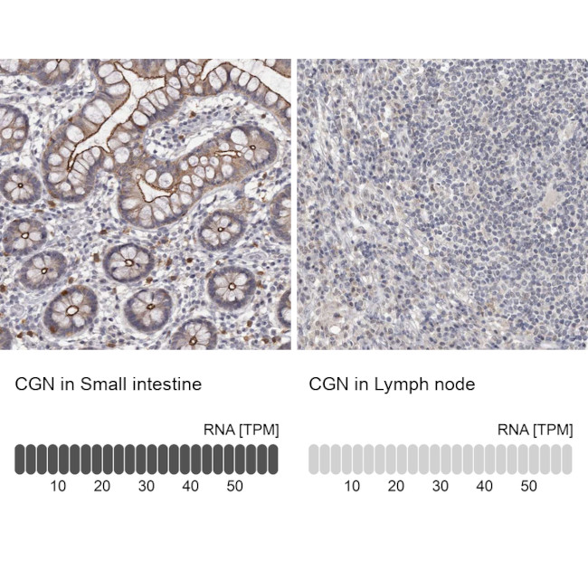 CGN Antibody in Immunohistochemistry (IHC)