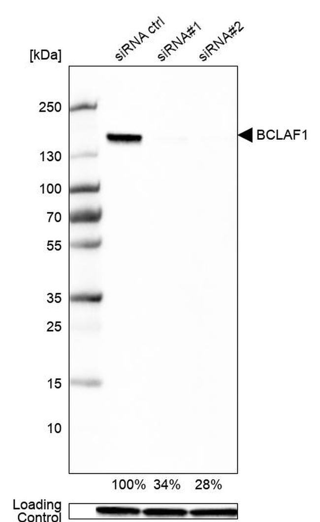 BCLAF1 Antibody in Western Blot (WB)