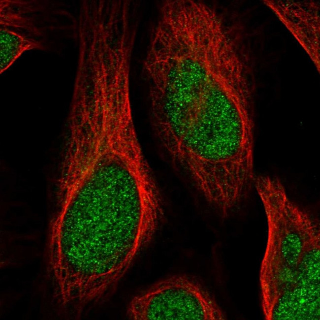 FAM212B Antibody in Immunocytochemistry (ICC/IF)