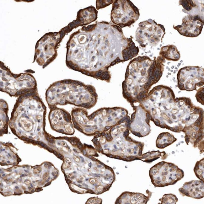 FAM212B Antibody in Immunohistochemistry (Paraffin) (IHC (P))