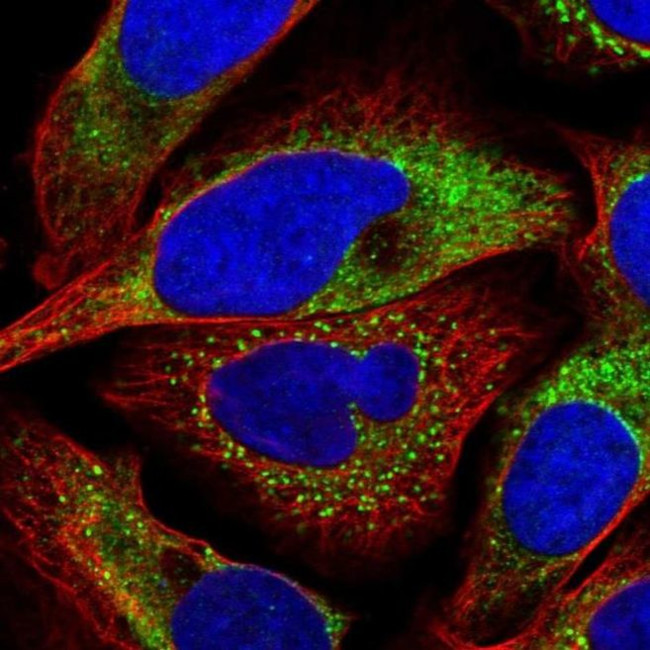 P4HA2 Antibody in Immunocytochemistry (ICC/IF)
