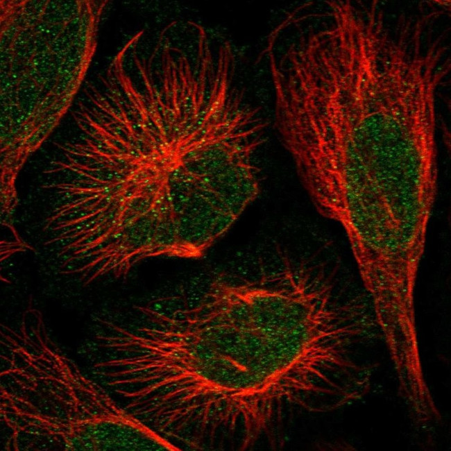 DOPEY1 Antibody in Immunocytochemistry (ICC/IF)
