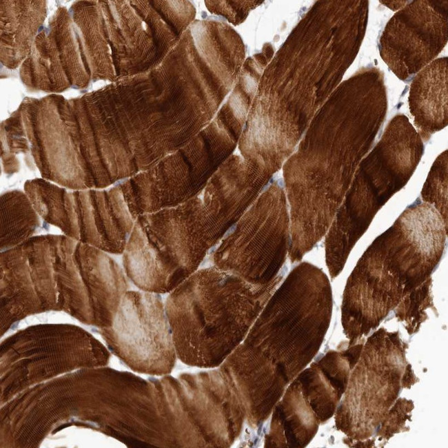 C8orf74 Antibody in Immunohistochemistry (Paraffin) (IHC (P))