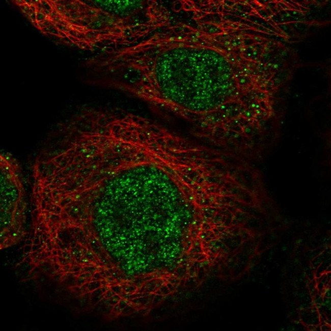 LYSMD1 Antibody in Immunocytochemistry (ICC/IF)