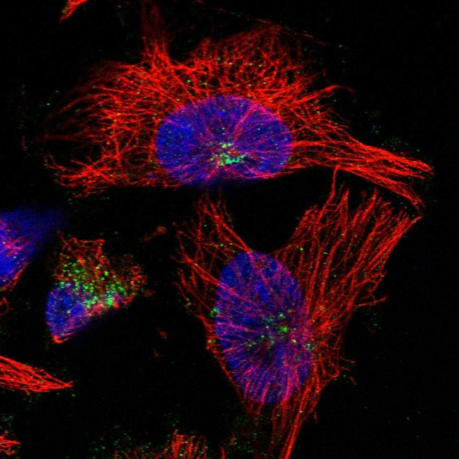 DYRK4 Antibody in Immunocytochemistry (ICC/IF)