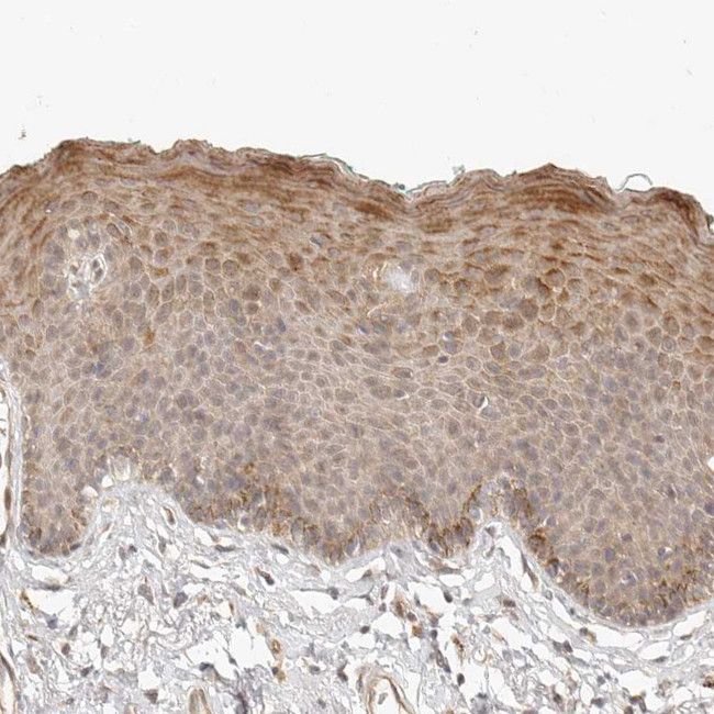 TUFT1 Antibody in Immunohistochemistry (Paraffin) (IHC (P))