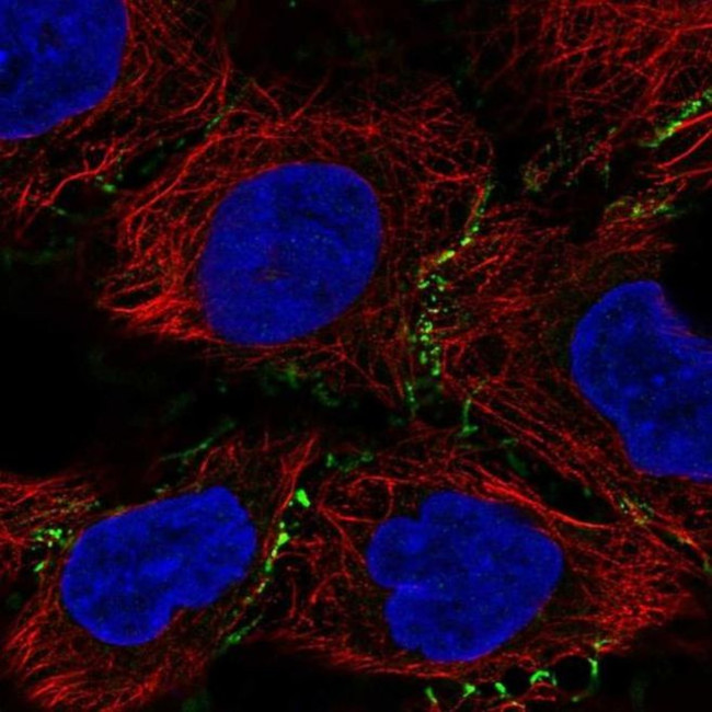 PLEKHA6 Antibody in Immunocytochemistry (ICC/IF)