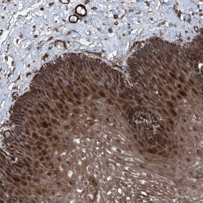 COA7 Antibody in Immunohistochemistry (Paraffin) (IHC (P))