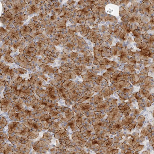 FAM129A Antibody in Immunohistochemistry (Paraffin) (IHC (P))
