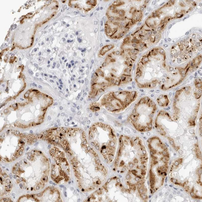 AGMAT Antibody in Immunohistochemistry (Paraffin) (IHC (P))