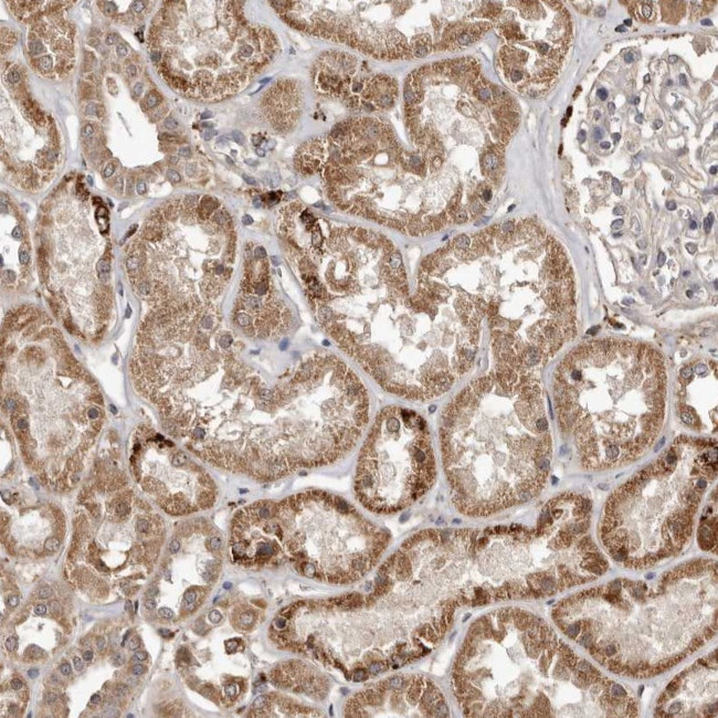 AKAP7 Antibody in Immunohistochemistry (Paraffin) (IHC (P))