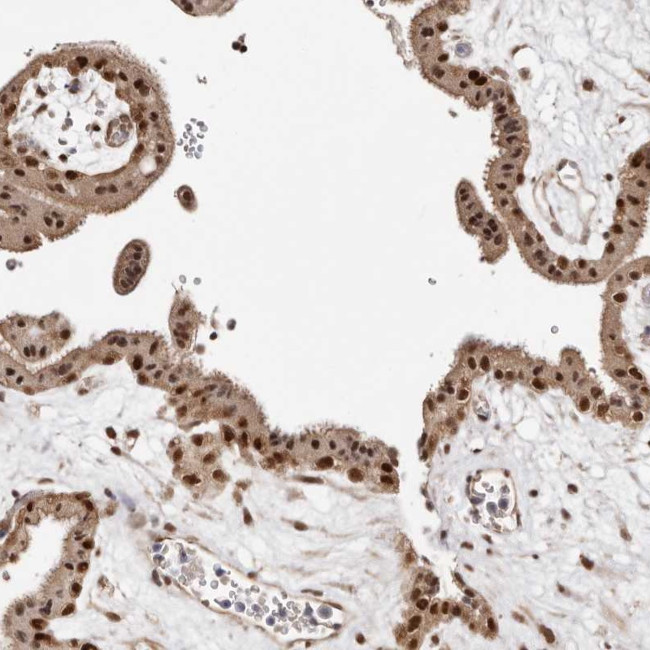 MED8 Antibody in Immunohistochemistry (Paraffin) (IHC (P))