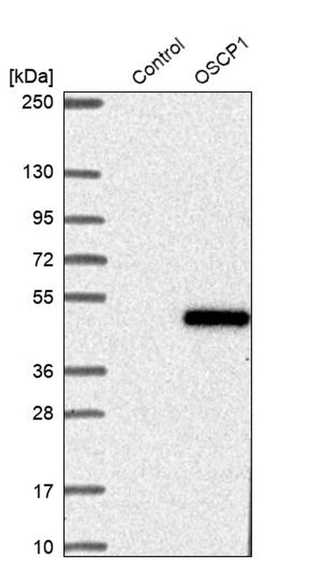 C1orf102 Antibody in Western Blot (WB)