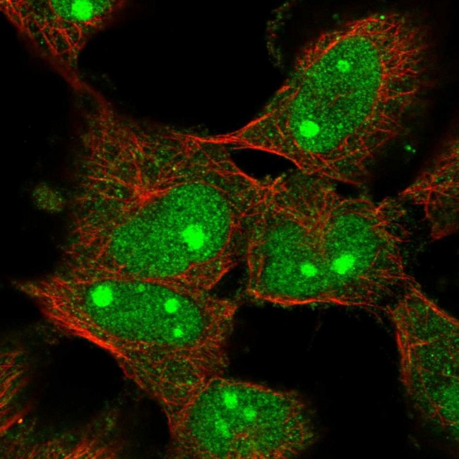 C1orf131 Antibody in Immunocytochemistry (ICC/IF)