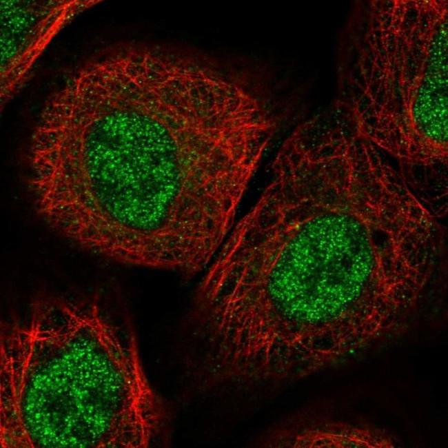 ITGB3BP Antibody in Immunocytochemistry (ICC/IF)