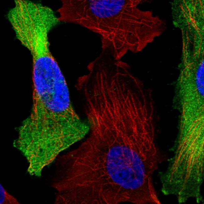 C1orf74 Antibody in Immunocytochemistry (ICC/IF)