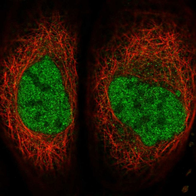 SERTAD4 Antibody in Immunocytochemistry (ICC/IF)