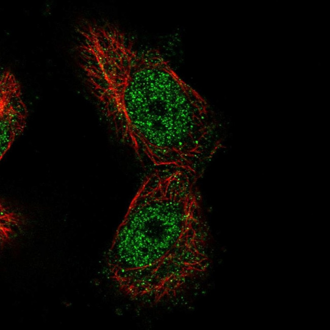 MTF1 Antibody in Immunocytochemistry (ICC/IF)
