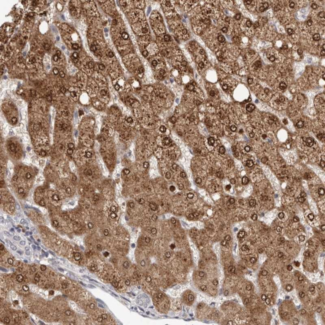 GPR157 Antibody in Immunohistochemistry (Paraffin) (IHC (P))