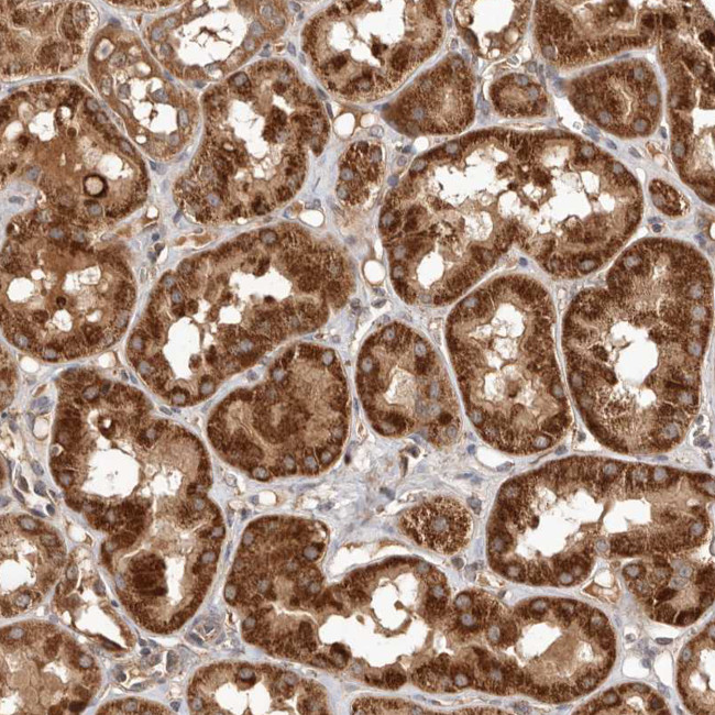 Rwdd1 Antibody in Immunohistochemistry (Paraffin) (IHC (P))