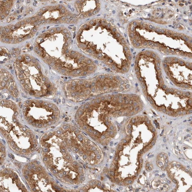 Rwdd1 Antibody in Immunohistochemistry (Paraffin) (IHC (P))