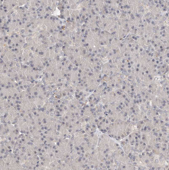 LCORL Antibody in Immunohistochemistry (Paraffin) (IHC (P))