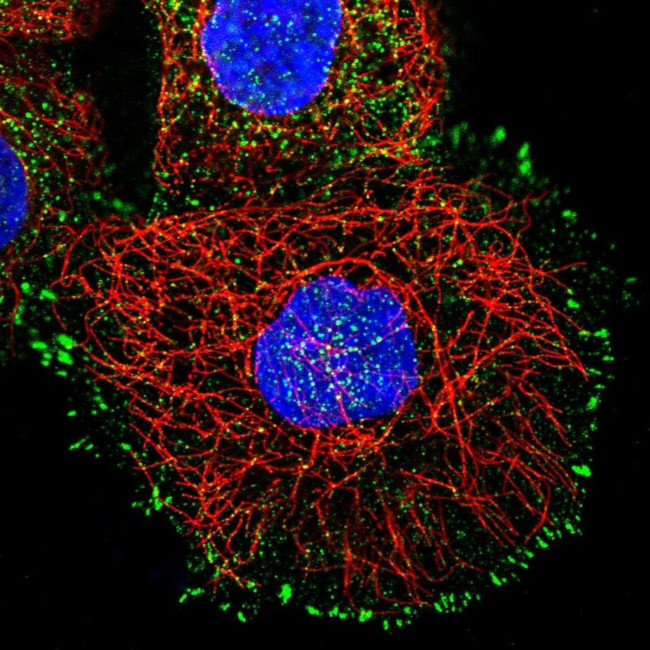 LMLN Antibody in Immunocytochemistry (ICC/IF)
