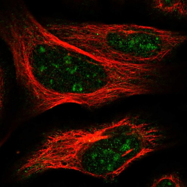 ELL3 Antibody in Immunocytochemistry (ICC/IF)