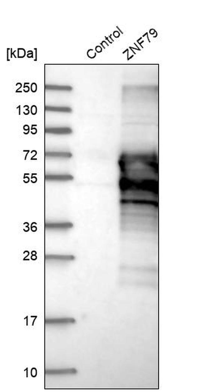 ZNF79 Antibody in Western Blot (WB)
