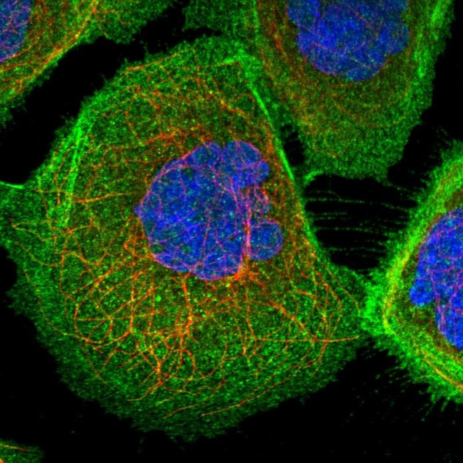 PHACTR4 Antibody in Immunocytochemistry (ICC/IF)
