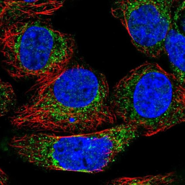 KHDC1 Antibody in Immunocytochemistry (ICC/IF)